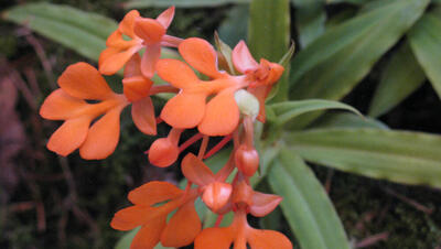 Haltung und Pflege von Orchideen