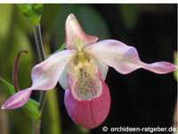 orchidee1_02