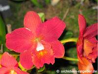 orchidee4