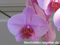 orchidee2