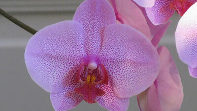 Arten von Orchideen