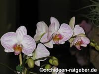 orchidee