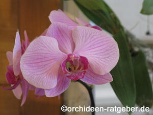 Orchidee5