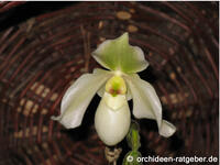 orchidee3_02