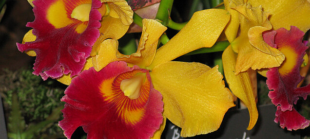 Einzigartige Pflanzenschönheiten Einzigartige Pflanzenschönheiten