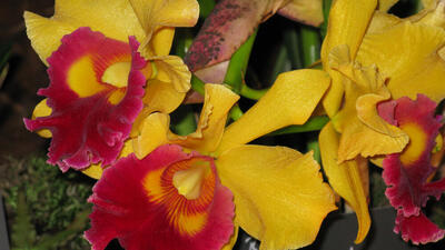 Vermehrung und Zucht von Orchideen