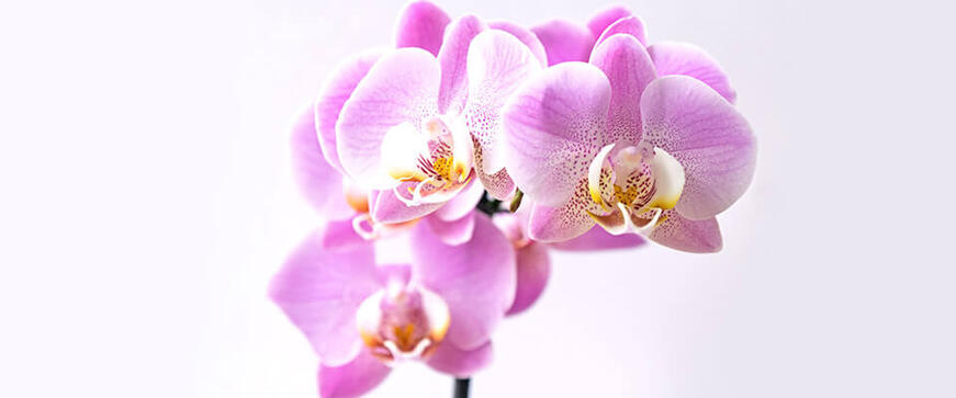 Ratgeber zu Orchideen