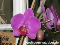 Orchidee4