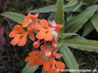 orchidee_02