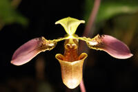 Orchideenausstellung