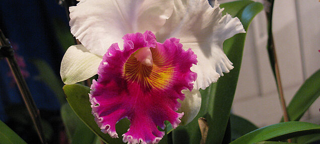 Freiland Orchideen Freiland Orchideen