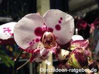 Orchidee1