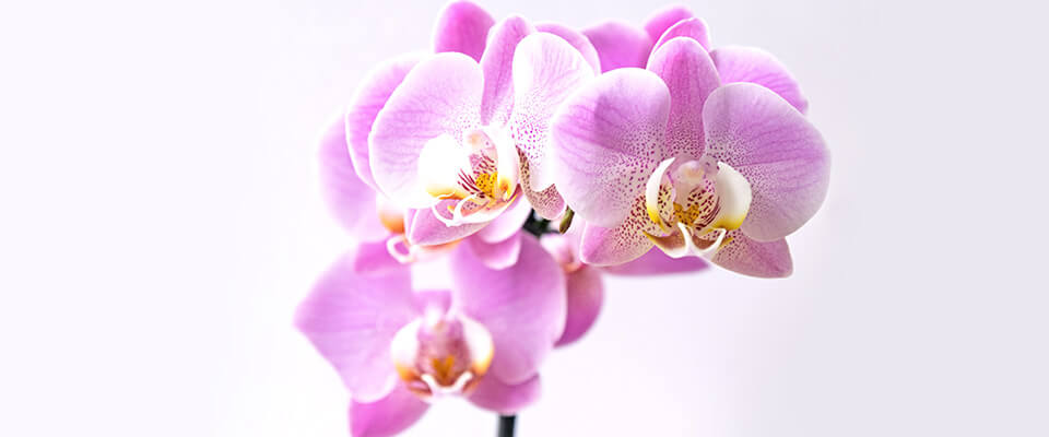 Ratgeber zu Orchideen Ratgeber zu Orchideen